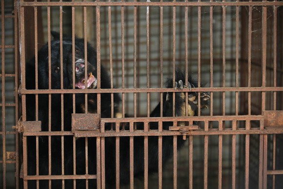 Tổ chức Động vật châu Á cứu hộ 7 cá thể gấu ngựa từ một gia đình ở Hà Nội ảnh 4