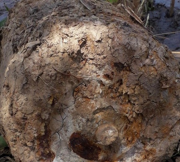 Xe cuốc đào trúng quả bom nặng hàng trăm kg trong khu vực đất rừng U Minh Hạ ảnh 1