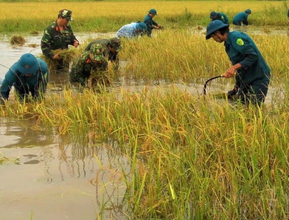 Cà Mau: Bộ đội giúp dân thu hoạch lúa bị ngập úng kéo dài ảnh 1