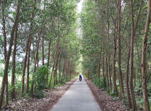 Một con đường trên địa bàn xã Khánh Thuận nằm trong lâm phần U Minh Hạ