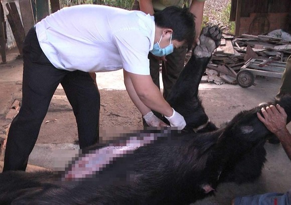 Bốn cá thể gấu ở Đồng Nai chết bất thường ảnh 1