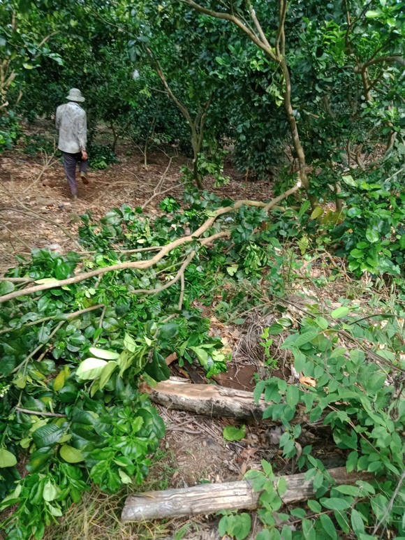 Voi rừng ở Đồng Nai tiếp tục phá vườn rẫy của người dân ảnh 3