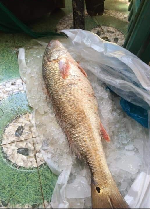 Quảng Ngãi: Một ngư dân bắt được cá sủ vàng 5kg ảnh 1