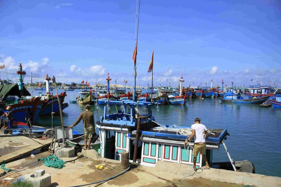Phát hiện nhiều tàu cá tận diệt thủy sản trong Khu bảo tồn biển Lý Sơn ảnh 1