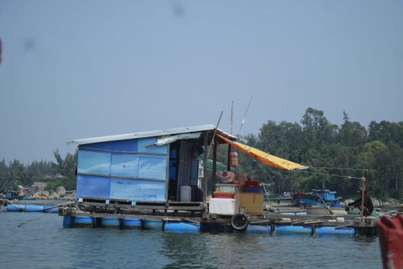 Quảng Ngãi yêu cầu chấm dứt nuôi cá lồng bè tự phát ở khu vực biển và sông Trà Bồng ảnh 1