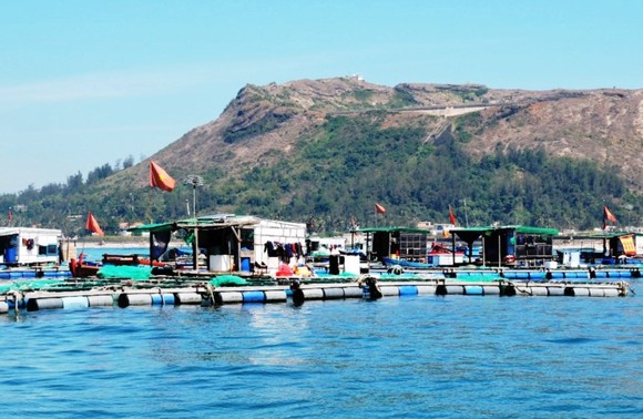 Quảng Ngãi: Cá bớp nuôi lồng bè đảo Lý Sơn chết bất thường ảnh 2