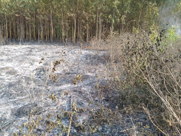Lại xảy ra liên tiếp 2 vụ cháy rừng tại huyện Bình Sơn ảnh 1
