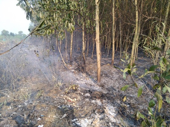 Lại xảy ra liên tiếp 2 vụ cháy rừng tại huyện Bình Sơn ảnh 3
