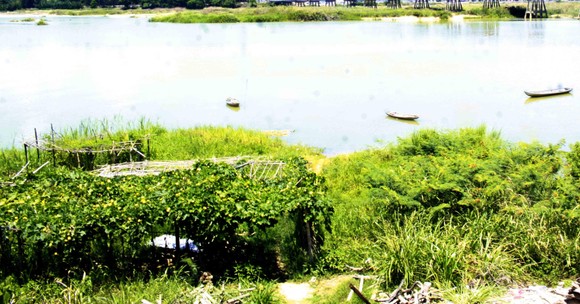 Hội Nghề cá Quảng Ngãi lo lắng nguồn lợi thủy sản, sinh kế dự án Đập dâng hạ lưu sông Trà Khúc  ảnh 3