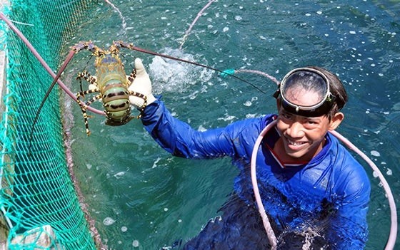 Đề xuất bảo tồn 5 nguồn gen hải sản nguy cấp, quý hiếm bản địa đảo Lý Sơn ảnh 3
