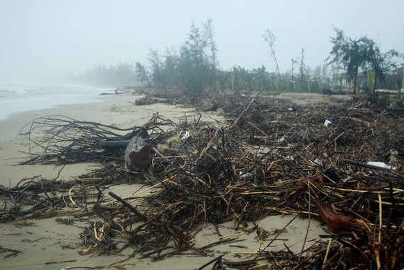 Củi khô bủa vây hơn 10km bờ biển Mỹ Khê, Quảng Ngãi ảnh 1