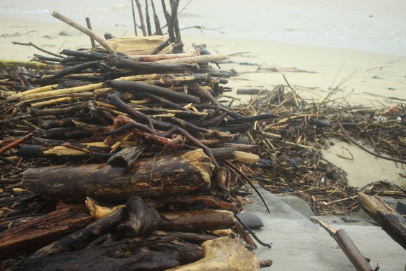 Củi khô bủa vây hơn 10km bờ biển Mỹ Khê, Quảng Ngãi ảnh 12