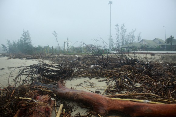 Củi khô bủa vây hơn 10km bờ biển Mỹ Khê, Quảng Ngãi ảnh 5