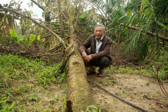Quảng Ngãi: Nhiều nhà vườn trồng cây ăn trái bị thiệt hại nặng sau mưa bão ảnh 6