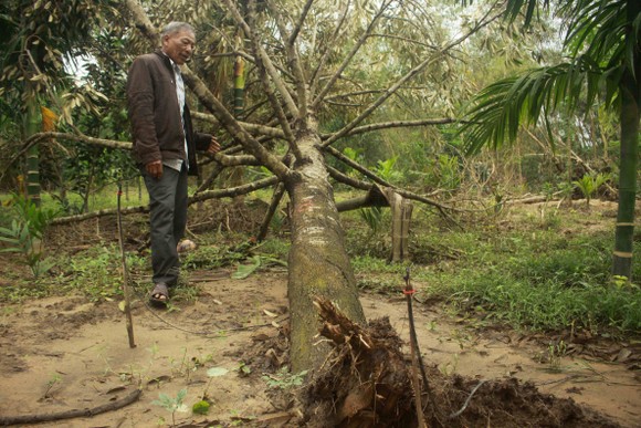 Quảng Ngãi: Nhiều nhà vườn trồng cây ăn trái bị thiệt hại nặng sau mưa bão ảnh 1