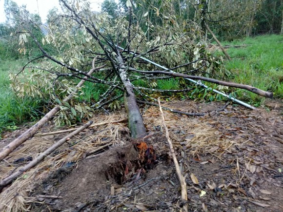 Quảng Ngãi: Nhiều nhà vườn trồng cây ăn trái bị thiệt hại nặng sau mưa bão ảnh 3