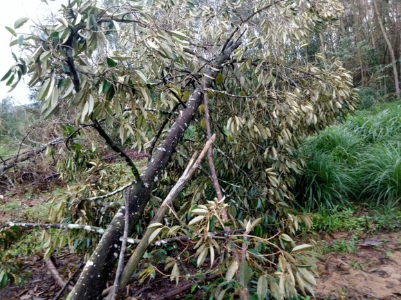 Quảng Ngãi: Nhiều nhà vườn trồng cây ăn trái bị thiệt hại nặng sau mưa bão ảnh 5
