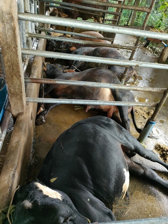 Quảng Ngãi: Sét đánh chết 4 con bò, dông lốc làm tốc mái nhiều nhà dân ảnh 1
