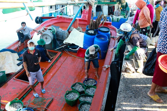 Quảng Ngãi vừa chống dịch vừa đảm bảo hoạt động tại cảng cá ảnh 1
