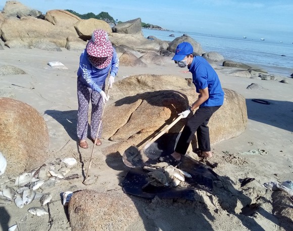 Quảng Ngãi: Chôn lấp hơn 5 tấn cá nuôi lồng bè bị chết sau bão số 5 ảnh 4