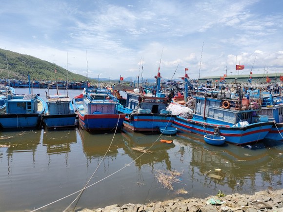 Quảng Ngãi cho phép cảng cá nhà nước hoạt động giải quyết tồn đọng hải sản ảnh 1
