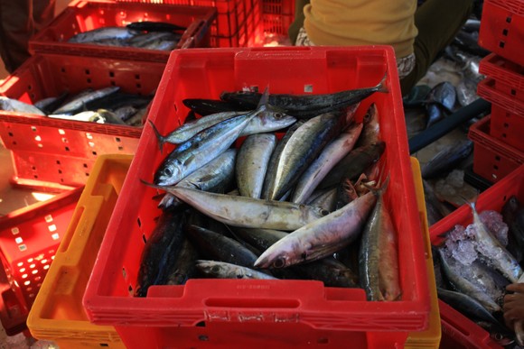 Quảng Ngãi: Nhiều cảng cá mở cửa trở lại, giải quyết hải sản cho ngư dân ảnh 5