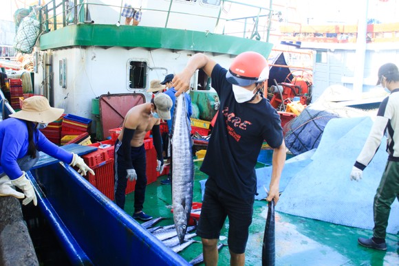 Quảng Ngãi: Nhiều cảng cá mở cửa trở lại, giải quyết hải sản cho ngư dân ảnh 2