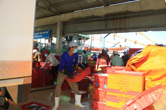 Quảng Ngãi: Nhiều cảng cá mở cửa trở lại, giải quyết hải sản cho ngư dân ảnh 4