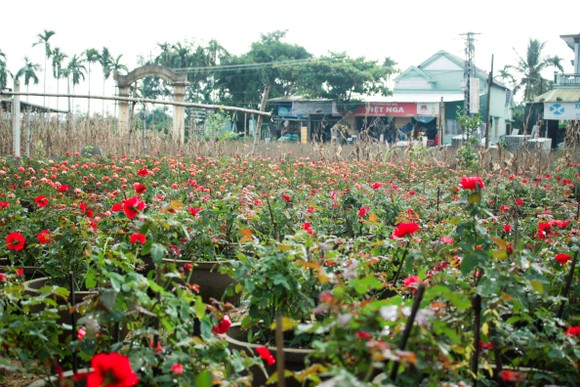 Nhà vườn Quảng Ngãi giảm sản lượng hoa tết: 'Đến giờ chưa thấy bạn hàng gọi điện' ảnh 9
