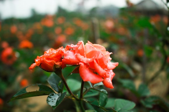 Nhà vườn Quảng Ngãi giảm sản lượng hoa tết: 'Đến giờ chưa thấy bạn hàng gọi điện' ảnh 11