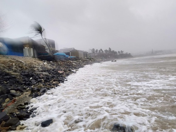 Quảng Ngãi: Tỏi Lý Sơn thiệt hại nặng do bão số 9 ảnh 1
