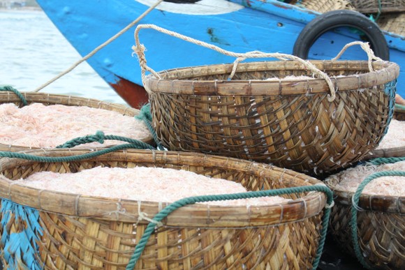 Ngư dân Quảng Ngãi trúng đậm mùa ruốc cuối năm ảnh 9