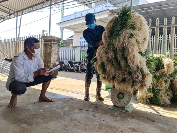 Quảng Ngãi: Kiệu tết tăng giá, nông dân vui mừng ảnh 11