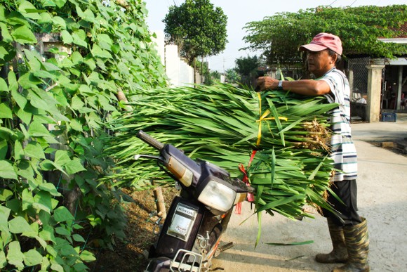 Làng hoa lay ơn Quảng Ngãi ngày giáp tết ảnh 13