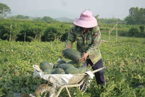 Cấp mã số vùng trồng tại Quảng Ngãi: Cần duy trì, thiết lập để mở cửa cho nông sản xuất ngoại ảnh 2