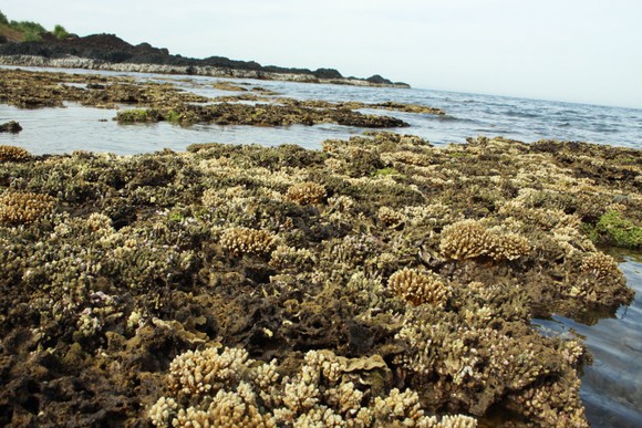 Quảng Ngãi: Rạn san hô ở Gành Yến cần được bảo vệ ảnh 2