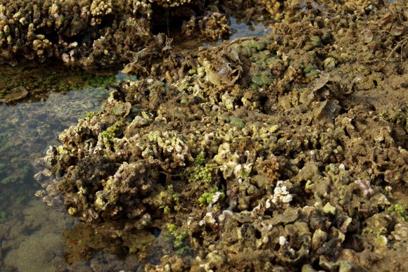 Quảng Ngãi: Rạn san hô ở Gành Yến cần được bảo vệ ảnh 7