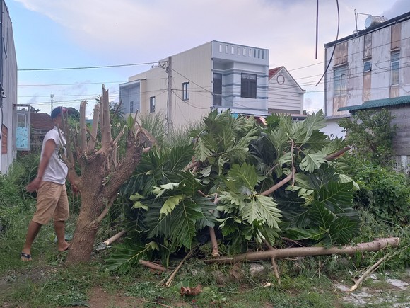 Quảng Ngãi dự kiến sơ tán hơn 84.000 người để phòng chống bão số 4 ảnh 4