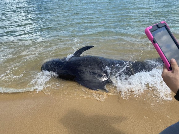 Du khách bất ngờ thấy cá voi 300kg mắc cạn ở biển Quảng Ngãi ảnh 1