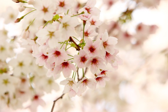 ​Mùa lễ hội hoa xuân tại Hàn Quốc  ảnh 1