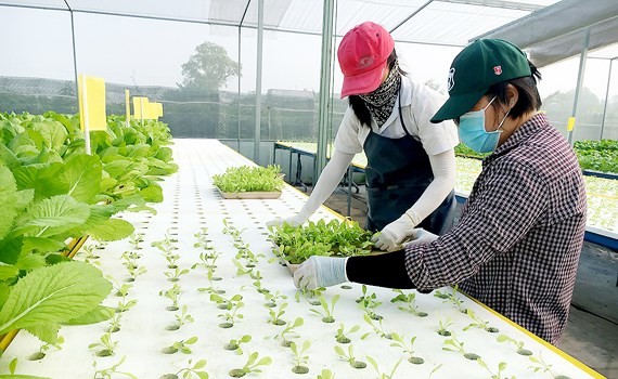 Trồng rau công nghệ cao của nông dân huyện Hóc Môn