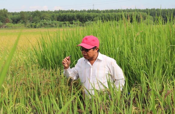 Lai tạo ra 'hậu duệ' giống lúa Huyết Rồng vùng ĐBSCL ảnh 1