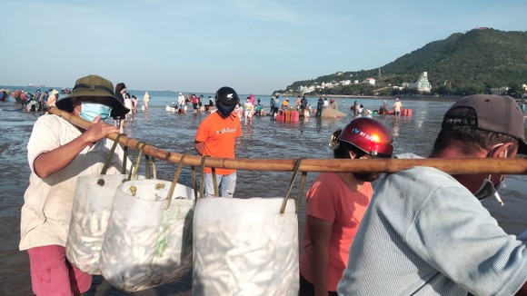 Ngư dân Vũng Tàu trúng đậm mùa cá trích ảnh 9