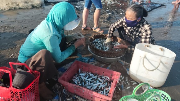 Ngư dân Vũng Tàu trúng đậm mùa cá trích ảnh 6