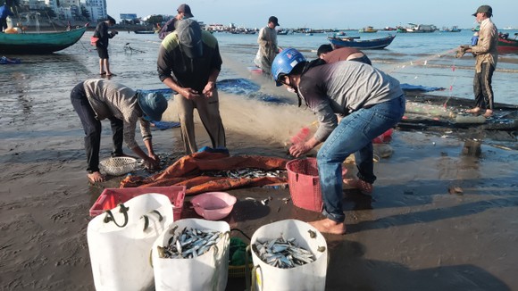 Ngư dân Vũng Tàu trúng đậm mùa cá trích ảnh 4