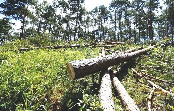 數十棵樹根直徑30至40釐米的松樹被歹徒非法盜伐。