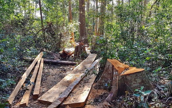 圖為第249號小區內的一棵逾百年白松樹被砍伐並切割成木材。（圖源：清河）