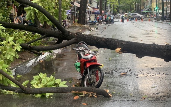 暴風雨致樹倒 兩摩托車駕駛者受傷