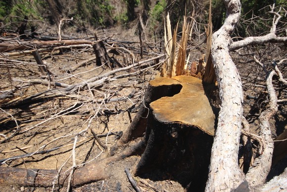 Buông lỏng quản lý, cả trăm ha rừng ở Quảng Nam bị tàn phá ảnh 3