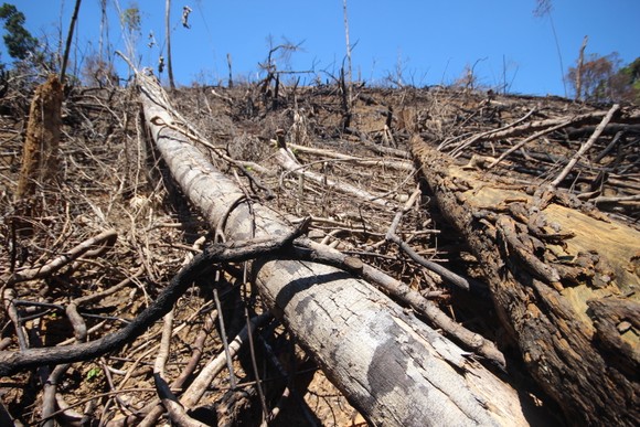 Buông lỏng quản lý, cả trăm ha rừng ở Quảng Nam bị tàn phá ảnh 6